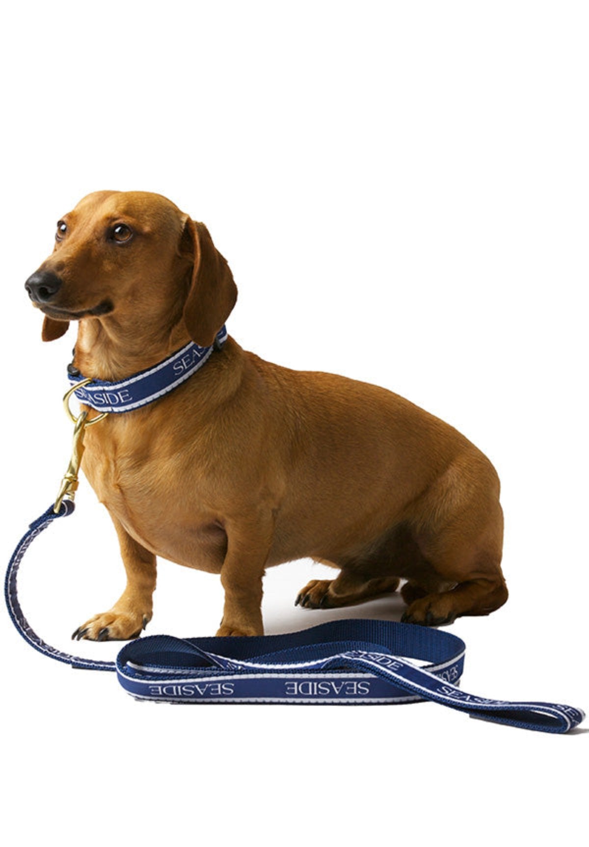 6 foot Navy Blue Bud the Dachshund Seaside Leash