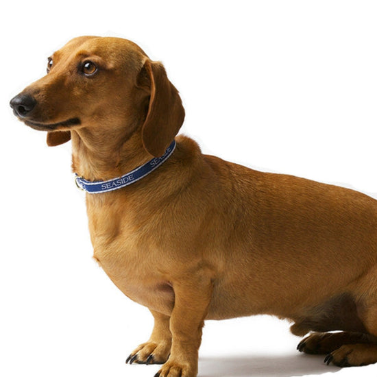 Bud the Dachshund with Seaside Collar
