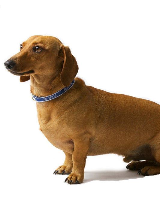 Bud the Dachshund with Seaside Collar