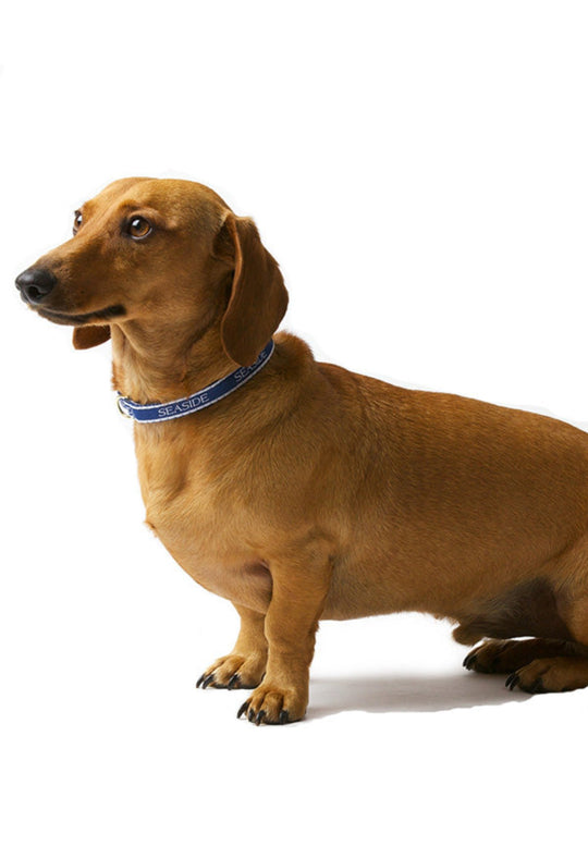 Bud the Dachshund with Seaside Collar