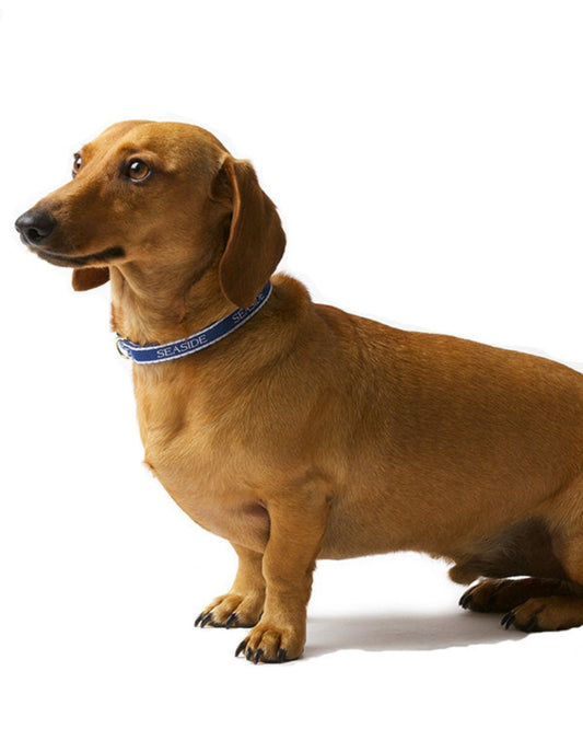Navy 14 Inch Seaside Teacup Collar